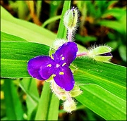 5th Jun 2023 - Flowering Spiderwort