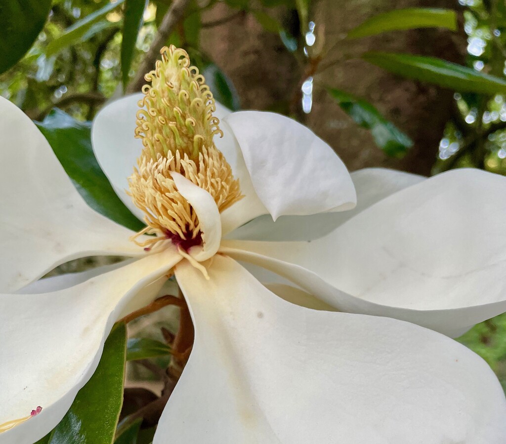 Southern Magnolia by margonaut