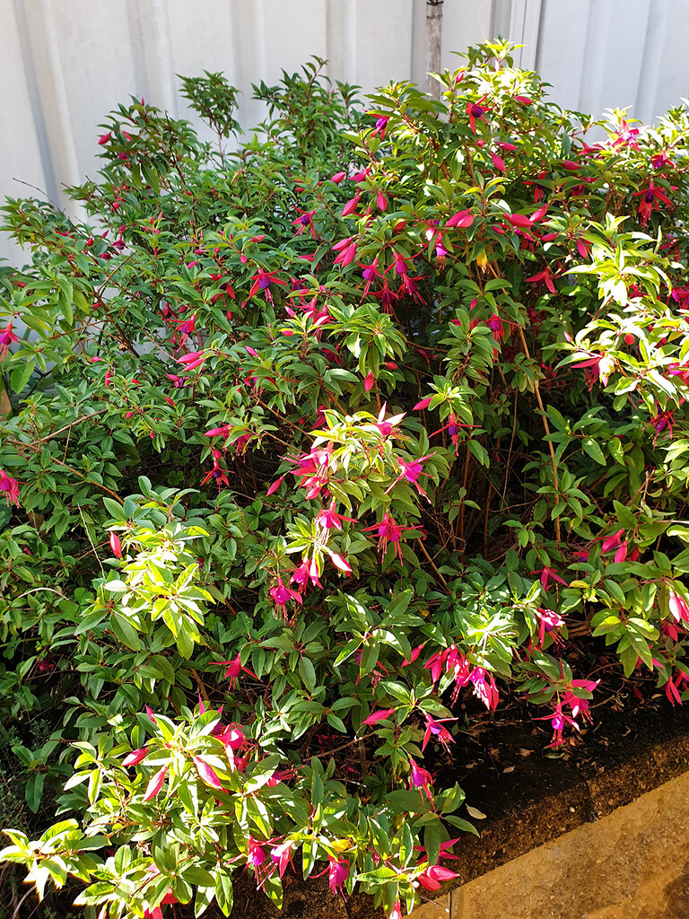 Fuchsia Flowering Like Mad by onewing