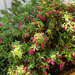 Fuchsia Flowering Like Mad by onewing