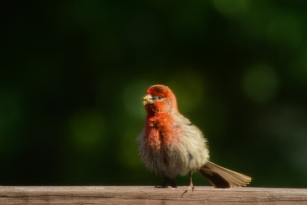 House Finch by kareenking