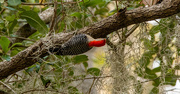 5th Jun 2023 - Red Bellied Woodpecker!