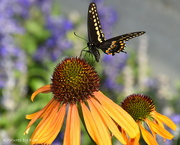3rd Jun 2023 - Swallowtail Stopping By