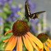 Swallowtail Stopping By by genealogygenie