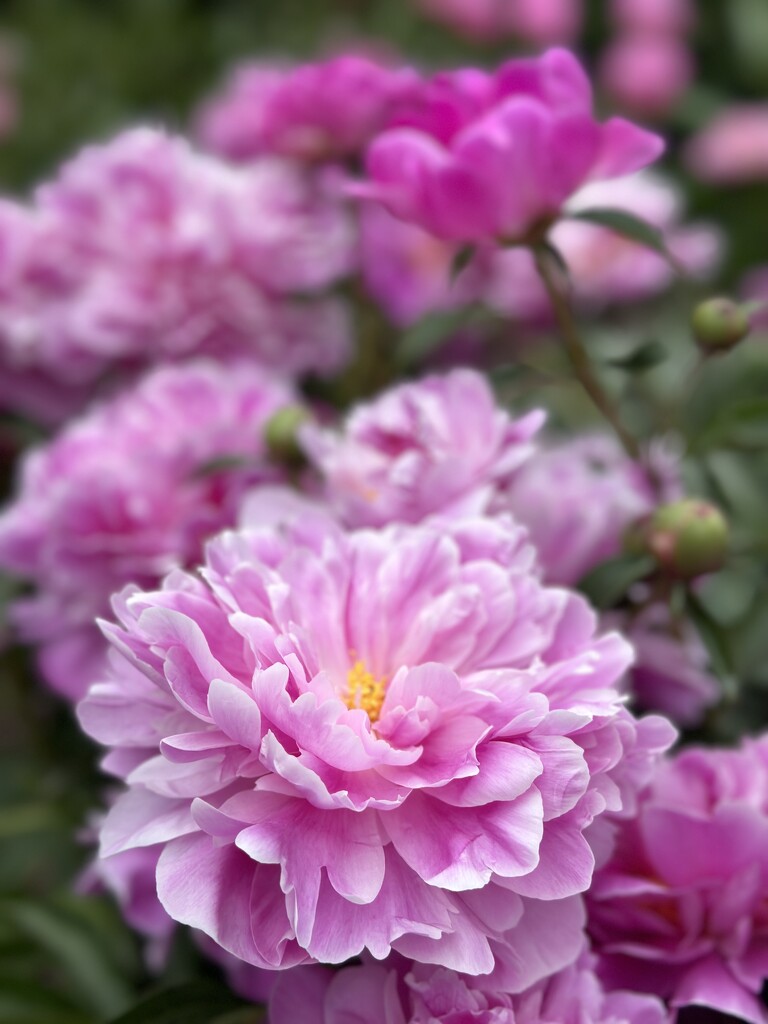 Bloom by vera365