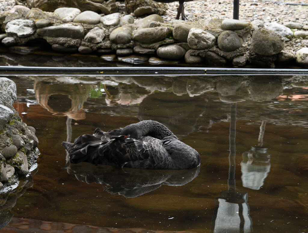 #121 - Sleeping black swan by chronic_disaster