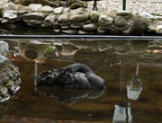6th Jun 2023 - #121 - Sleeping black swan