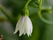 6th Jun 2023 - Little White Flower