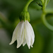 Little White Flower by ianjb21