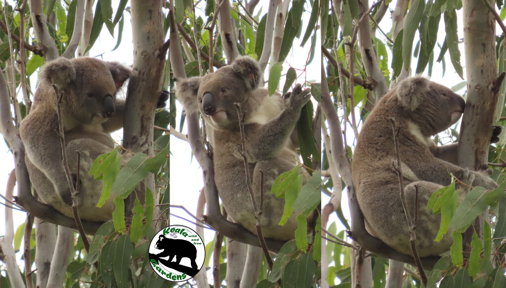 triple the fun by koalagardens