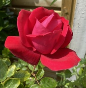 6th Jun 2023 - Red rose