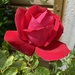 Red rose by maggiej