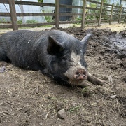 5th Jun 2023 - the proverbial happy pig