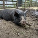 the proverbial happy pig by cam365pix