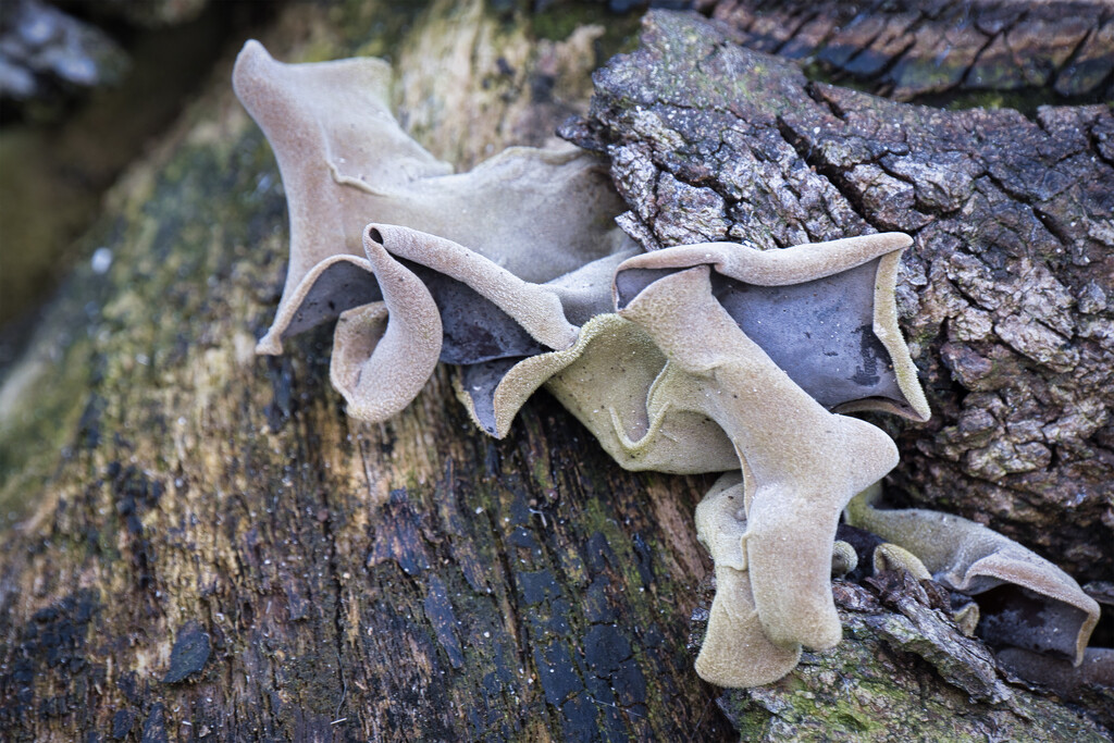 Fungus by dkbarnett