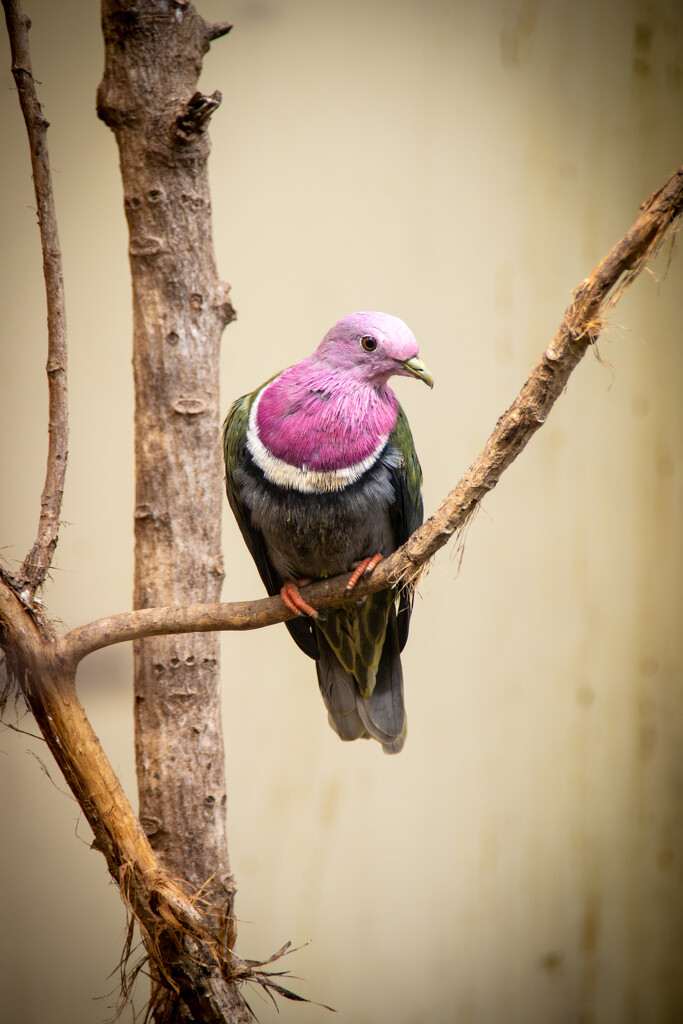 Pink Faced Pigeon by swillinbillyflynn