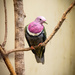 Pink Faced Pigeon