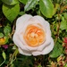 Rose by samcat