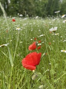 5th Jun 2023 - Summer meadow 