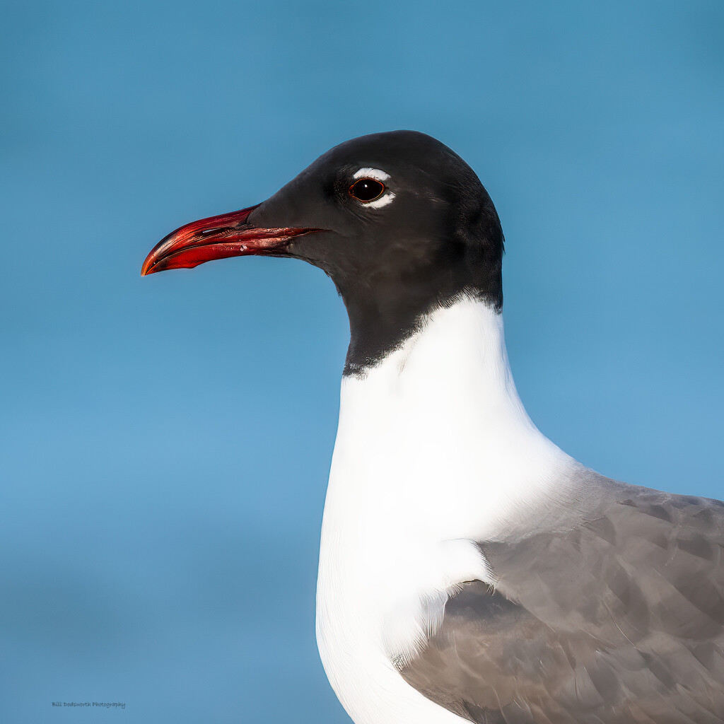 Laughing Gull by photographycrazy