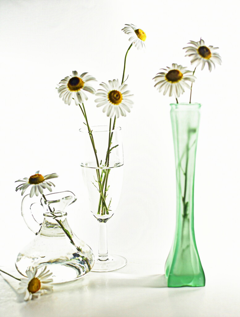 Daisies, simple and sweet by jayberg