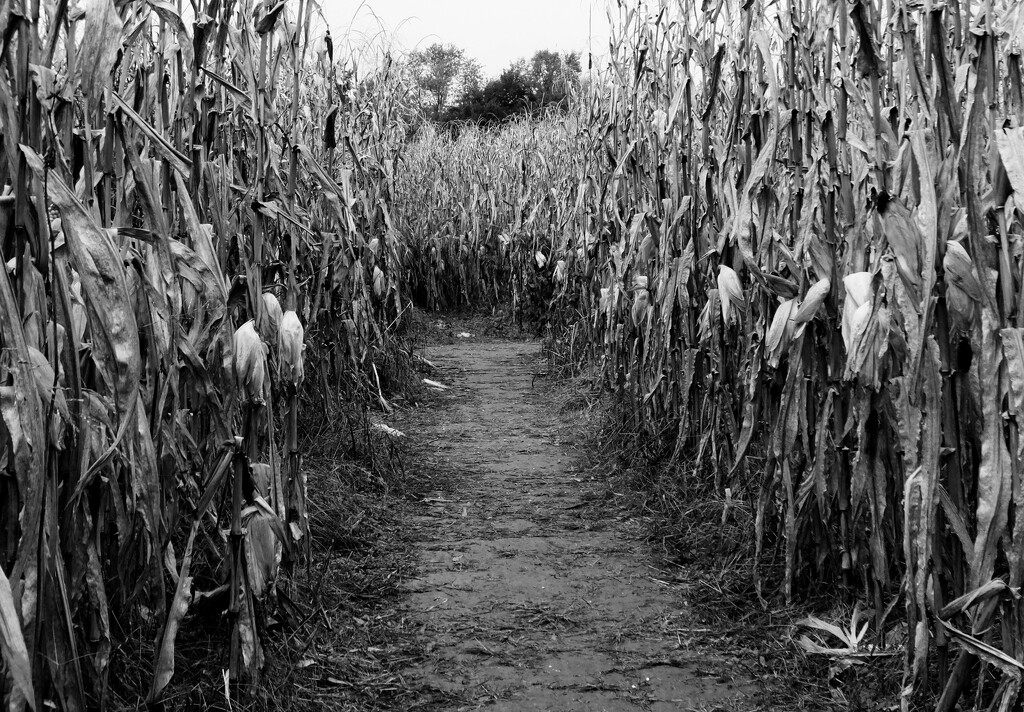 Into The Corn by linnypinny