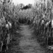 Into The Corn