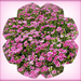 Flower Power. 
