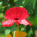 Poppy Love
