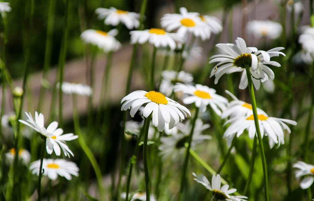 Daisies by mittens