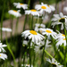 Daisies