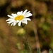daisy too by christophercox