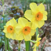 11th May 2023 - A 3-Headed Daff