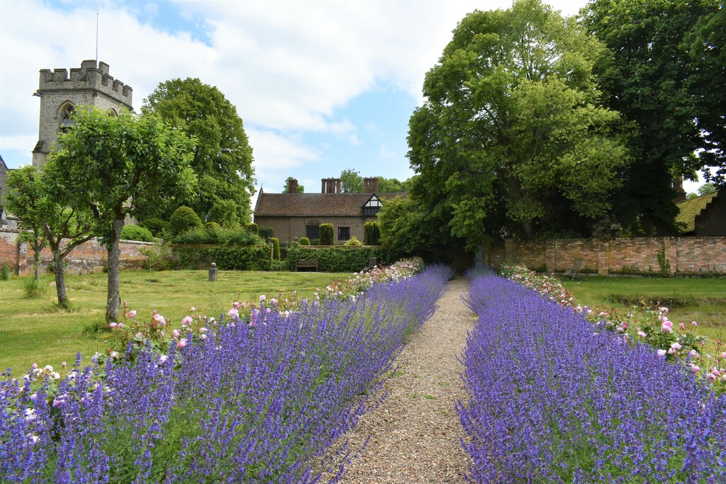 A beautifully planted path of lavender and roses by anitaw