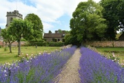 6th Jun 2023 - A beautifully planted path of lavender and roses