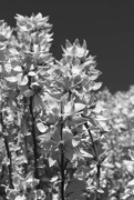 6th Jun 2023 - yucca blooms