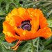 Large Poppy
