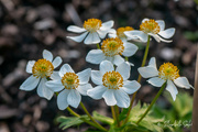 6th Jun 2023 -  Narcissus anemone
