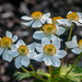  Narcissus anemone by elisasaeter