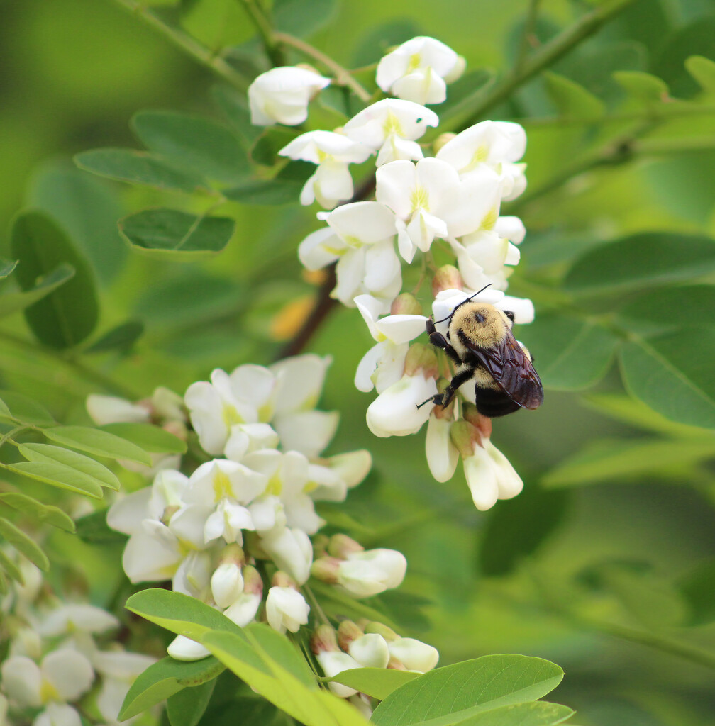 Black Locust Tree Is In Bloom by paintdipper