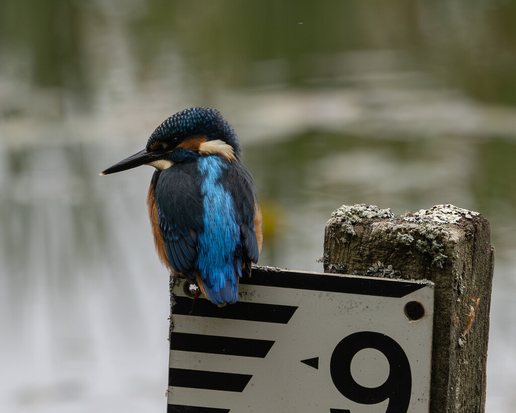Kingfisher on a metre stick. by billdavidson