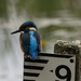 Kingfisher on a metre stick.