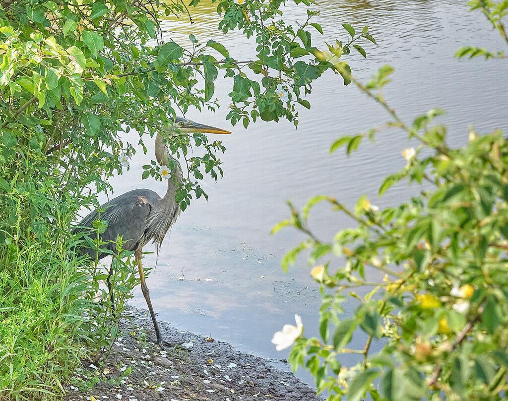 Hiding Heron by gardencat