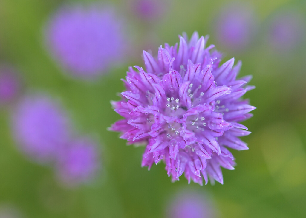 Chive flower by clearlightskies
