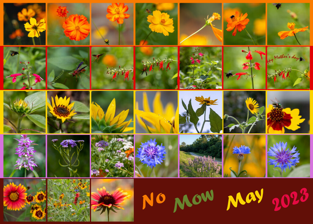 No Mow May Calendar by ingrid01
