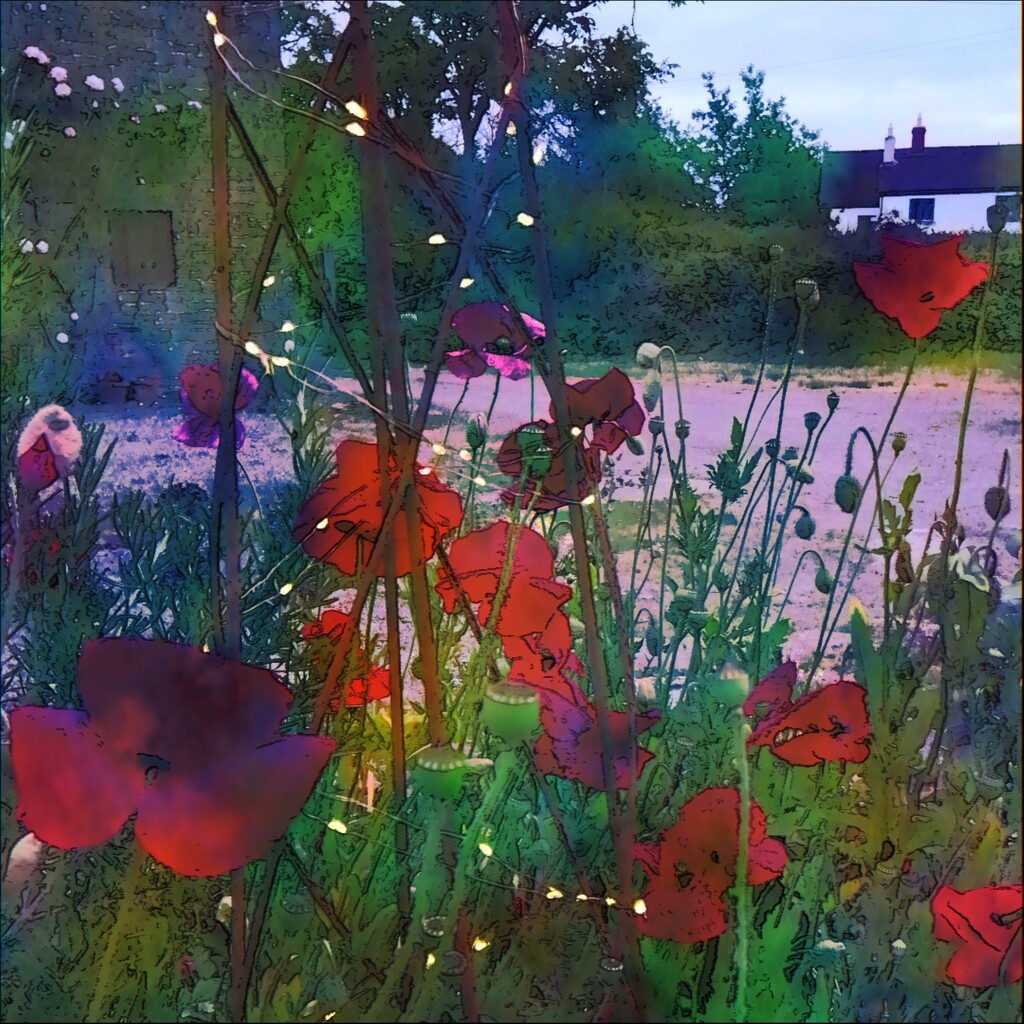Poppies at night by flowerfairyann
