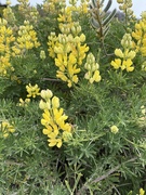 5th Jun 2023 - Yellow Bush Lupine