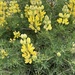 Yellow Bush Lupine by pej76