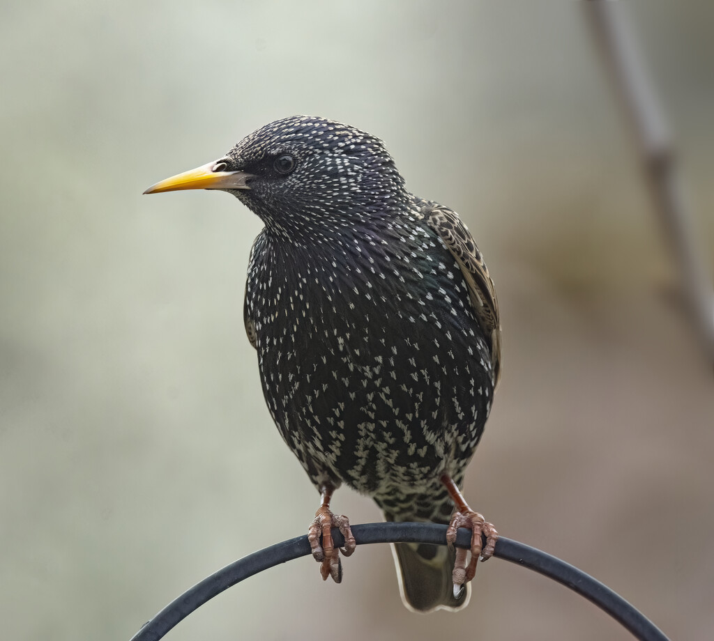 Watchful starling. by davidrobinson
