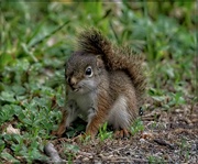 6th Jun 2023 - Baby Squirrel